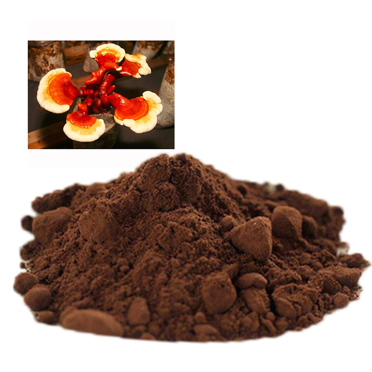 Orgaaniline Ganoderma Lucidum seenpulber
